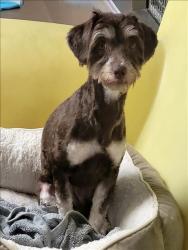 Shelter Stray Female Dog last seen , 14409 Vanowen St, Van Nuys, CA 91405, USA