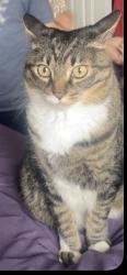 Lost Male Cat last seen Alamosa and Calle Del Oro, Fountain Hills, AZ 85268