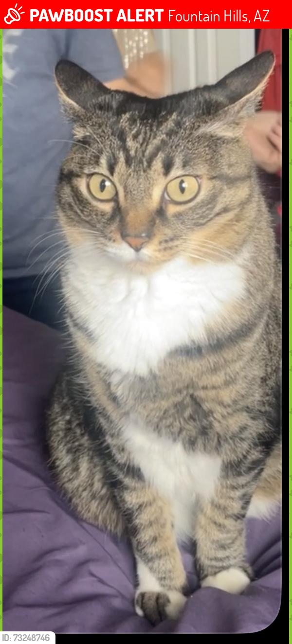 Lost Male Cat last seen Alamosa and Calle Del Oro, Fountain Hills, AZ 85268