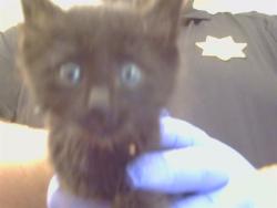 Shelter Stray Female Cat last seen KIFER BLVD/S PORT DR, 95826, 3839 Bradshaw Rd, Sacramento, CA 95827, USA