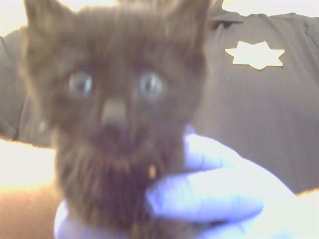 Shelter Stray Female Cat last seen KIFER BLVD/S PORT DR, 95826, 3839 Bradshaw Rd, Sacramento, CA 95827, USA