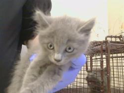 Shelter Stray Male Cat last seen KIFER BLVD/S PORT DR, 95826, 3839 Bradshaw Rd, Sacramento, CA 95827, USA