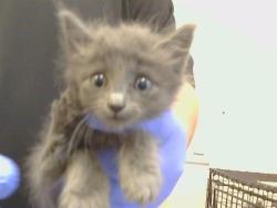 Shelter Stray Male Cat last seen KIFER BLVD/S PORT DR, 95826, 3839 Bradshaw Rd, Sacramento, CA 95827, USA