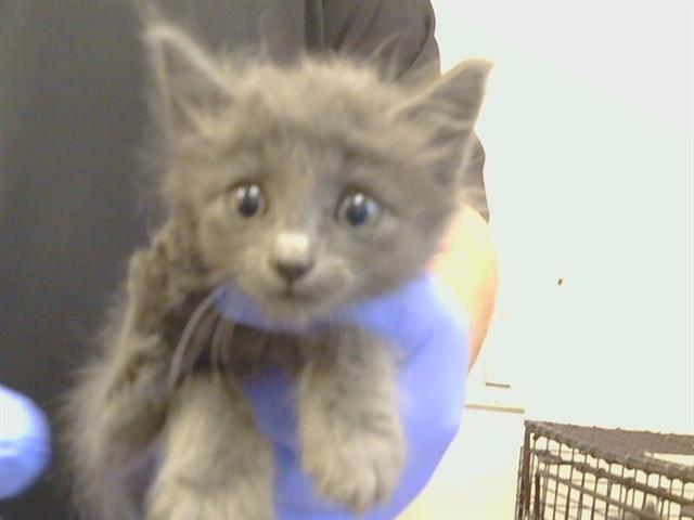 Shelter Stray Male Cat last seen KIFER BLVD/S PORT DR, 95826, 3839 Bradshaw Rd, Sacramento, CA 95827, USA