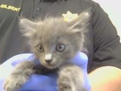 Shelter Stray Female Cat last seen KIFER BLVD/S PORT DR, 95826, 3839 Bradshaw Rd, Sacramento, CA 95827, USA