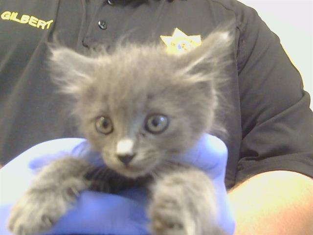 Shelter Stray Female Cat last seen KIFER BLVD/S PORT DR, 95826, 3839 Bradshaw Rd, Sacramento, CA 95827, USA
