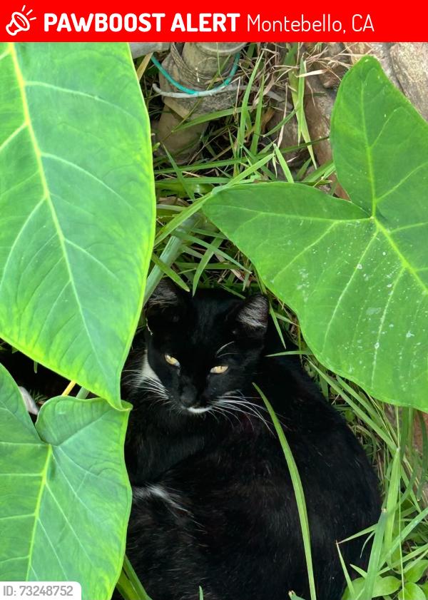 Lost Female Cat last seen Montebello postal office, Montebello, CA 90640