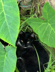 Lost Female Cat last seen Montebello postal office, Montebello, CA 90640