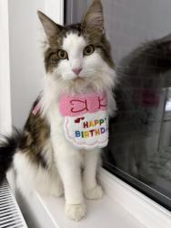 Reunited Female Cat last seen Near Medcalf road, Greater London, England EN3 6HJ
