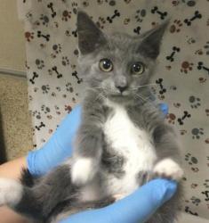 Shelter Stray Female Cat last seen Near BLOCK MADRONA RD, RIVERSIDE CA 92504, 6851 Van Buren Boulevard, Jurupa Valley, CA 92509, USA