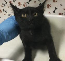 Shelter Stray Male Cat last seen Near BLOCK MADRONA RD, RIVERSIDE CA 92504, 6851 Van Buren Boulevard, Jurupa Valley, CA 92509, USA