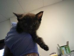 Shelter Stray Male Cat last seen NT VERNON BAKERSFIELD, 201 S Mt Vernon Ave, Bakersfield, CA 93307, USA