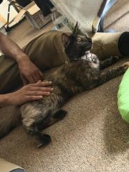 Found/Stray Female Cat last seen Grayson st near the stop and shop, Queens, NY 11413