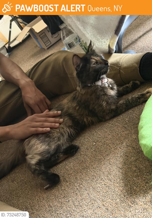 Found/Stray Female Cat last seen Grayson st near the stop and shop, Queens, NY 11413