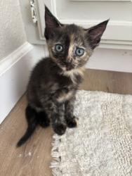 Shelter Stray Female Cat last seen Near BLOCK E H, 333 Chandler Pl, San Bernardino, CA 92408, USA