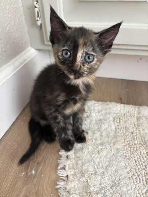 Shelter Stray Female Cat last seen Near BLOCK E H, 333 Chandler Pl, San Bernardino, CA 92408, USA