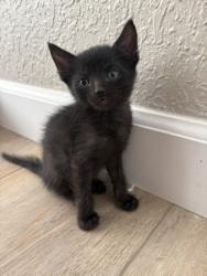 Shelter Stray Female Cat last seen Near BLOCK E H, 333 Chandler Pl, San Bernardino, CA 92408, USA