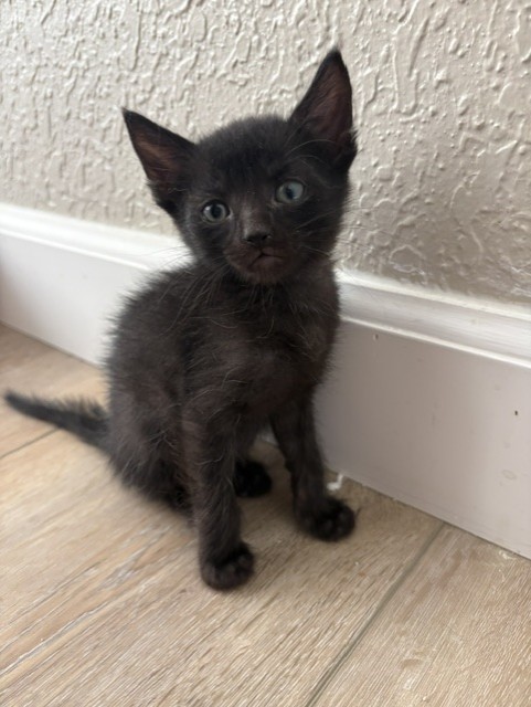 Shelter Stray Female Cat last seen Near BLOCK E H, 333 Chandler Pl, San Bernardino, CA 92408, USA