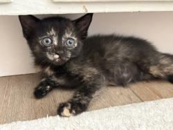 Shelter Stray Female Cat last seen Near BLOCK E H, 333 Chandler Pl, San Bernardino, CA 92408, USA
