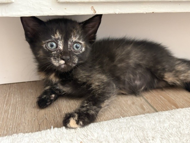 Shelter Stray Female Cat last seen Near BLOCK E H, 333 Chandler Pl, San Bernardino, CA 92408, USA