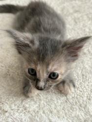 Shelter Stray Female Cat last seen Near BLOCK E H, 333 Chandler Pl, San Bernardino, CA 92408, USA