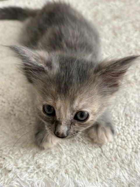 Shelter Stray Female Cat last seen Near BLOCK E H, 333 Chandler Pl, San Bernardino, CA 92408, USA