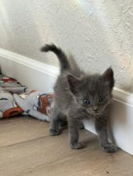 Shelter Stray Female Cat last seen Near BLOCK E H, 333 Chandler Pl, San Bernardino, CA 92408, USA