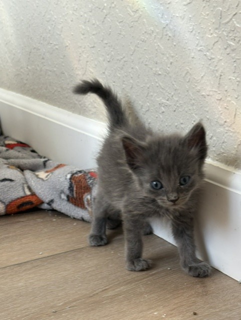 Shelter Stray Female Cat last seen Near BLOCK E H, 333 Chandler Pl, San Bernardino, CA 92408, USA