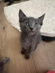 Shelter Stray Female Cat last seen Near BLOCK E H, 333 Chandler Pl, San Bernardino, CA 92408, USA
