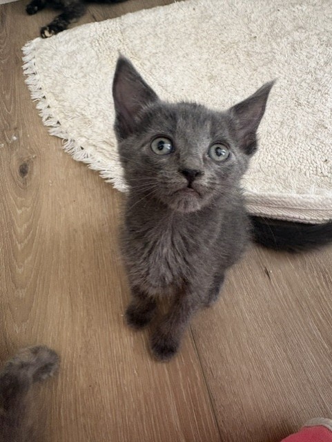 Shelter Stray Female Cat last seen Near BLOCK E H, 333 Chandler Pl, San Bernardino, CA 92408, USA