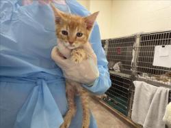 Shelter Stray Male Cat last seen Near BLOCK VIVIGEN WAY, SANTA FE, 100 Caja Del Rio Rd, Santa Fe, NM 87507, USA