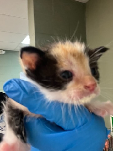Shelter Stray Male Cat last seen Near BLOCK MARCIA CIR, 2020 Forest St, Jacksonville, FL 32204, USA