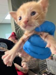 Shelter Stray Male Cat last seen Near BLOCK MARCIA CIR, 2020 Forest St, Jacksonville, FL 32204, USA