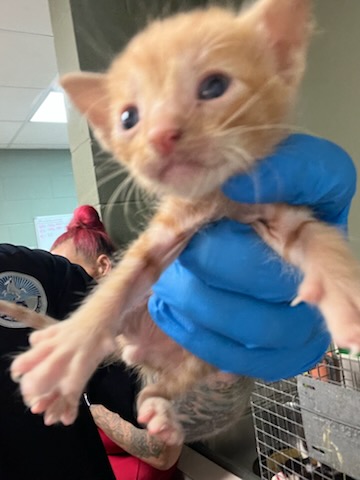 Shelter Stray Male Cat last seen Near BLOCK MARCIA CIR, 2020 Forest St, Jacksonville, FL 32204, USA