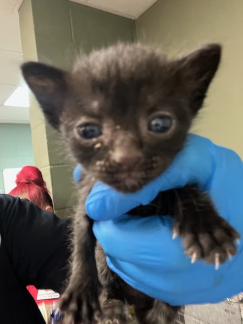 Shelter Stray Female Cat last seen Near BLOCK MARCIA CIR, 2020 Forest St, Jacksonville, FL 32204, USA