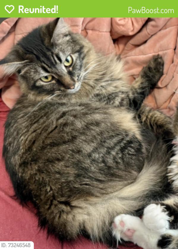 Reunited Female Cat last seen By the corner of Poplar Dr and E McAndrews Rd, next to Rogue Salad Co, Medford, OR 97504