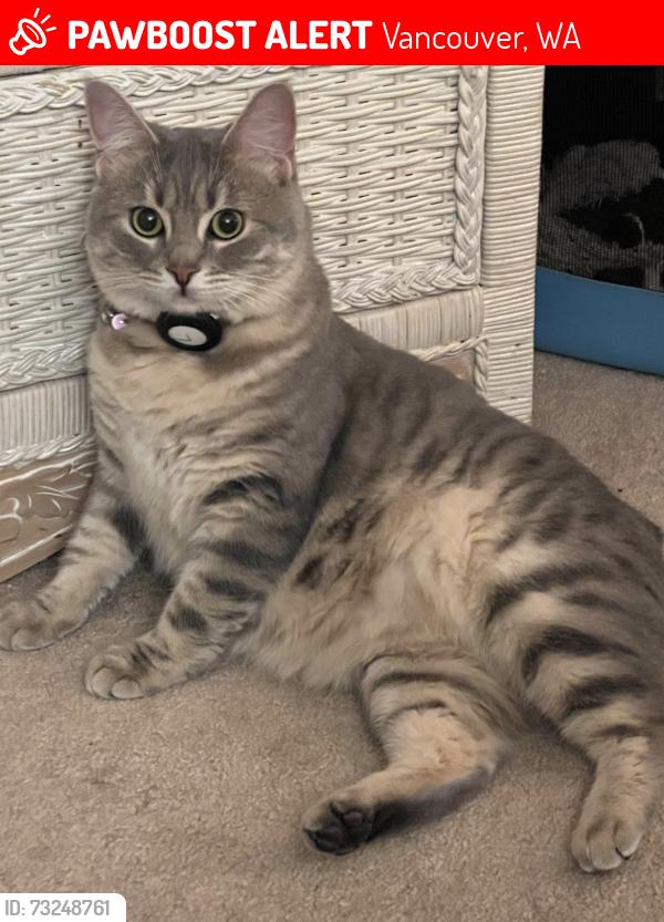 Lost Female Cat last seen Evergreen hwy, Vancouver, WA 98683