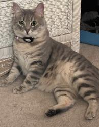 Lost Female Cat last seen Evergreen hwy, Vancouver, WA 98683