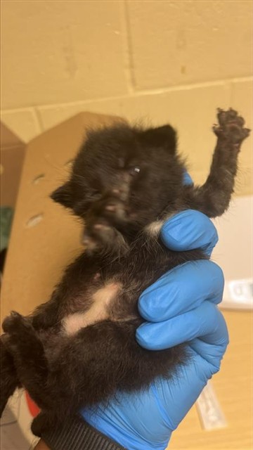 Shelter Stray Female Cat last seen 24TH ST & 24TH STREET BYP, 2127 Front St, Sacramento, CA 95818, USA