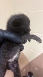 Shelter Stray Male Cat last seen 24TH ST & 24TH STREET BYP, 2127 Front St, Sacramento, CA 95818, USA