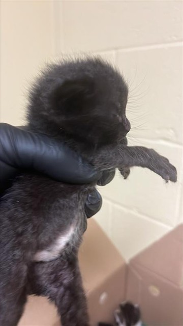 Shelter Stray Male Cat last seen 24TH ST & 24TH STREET BYP, 2127 Front St, Sacramento, CA 95818, USA