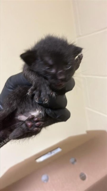 Shelter Stray Female Cat last seen 24TH ST & 24TH STREET BYP, 2127 Front St, Sacramento, CA 95818, USA