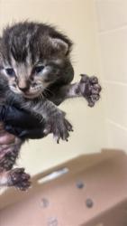 Shelter Stray Female Cat last seen 24TH ST & 24TH STREET BYP, 2127 Front St, Sacramento, CA 95818, USA