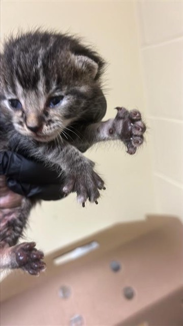 Shelter Stray Female Cat last seen 24TH ST & 24TH STREET BYP, 2127 Front St, Sacramento, CA 95818, USA