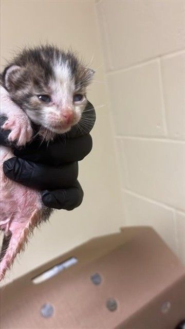 Shelter Stray Female Cat last seen 24TH ST & 24TH STREET BYP, 2127 Front St, Sacramento, CA 95818, USA