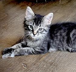 Shelter Stray Male Cat last seen LOGAN ST & MARALEE WAY, 2127 Front St, Sacramento, CA 95818, USA