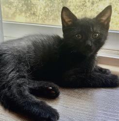 Shelter Stray Male Cat last seen NORTHGATE BLVD & W EL CAMINO AVE, 2127 Front St, Sacramento, CA 95818, USA