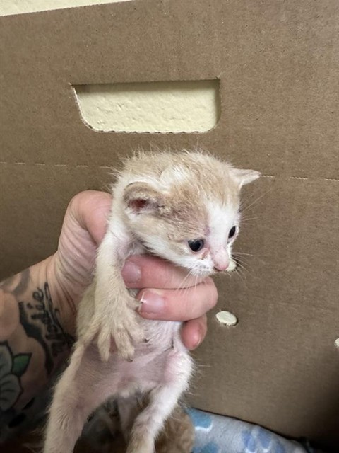 Shelter Stray Female Cat last seen Near LUTHER DR, 52ND AVE, 2127 Front St, Sacramento, CA 95818, USA