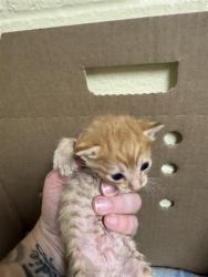 Shelter Stray Female Cat last seen Near LUTHER DR, 52ND AVE, 2127 Front St, Sacramento, CA 95818, USA