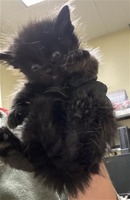 Shelter Stray Male Cat last seen RIO LINDA BLVD & PRICE CT, 2127 Front St, Sacramento, CA 95818, USA